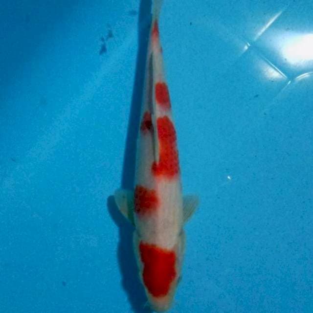Maruten Kohaku Original