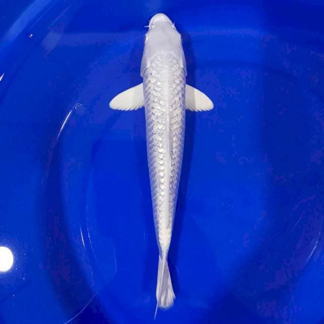 PLATINUM GINRIN SUPER WHITE
