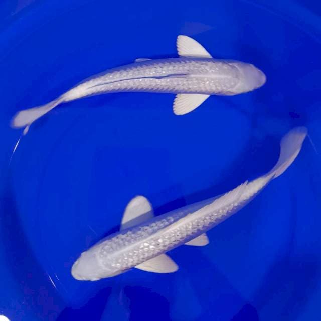 PLATINUM GINRIN (SUPER WHITE)