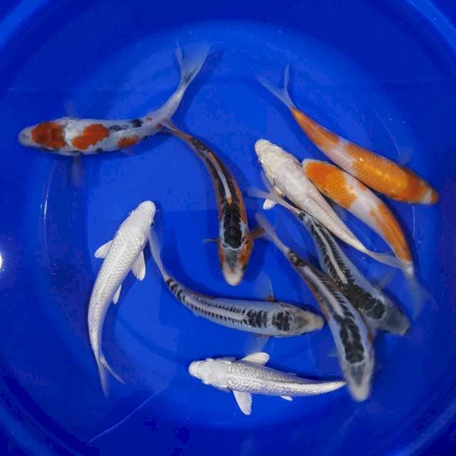 PAKET MIX KOI (Grade A )