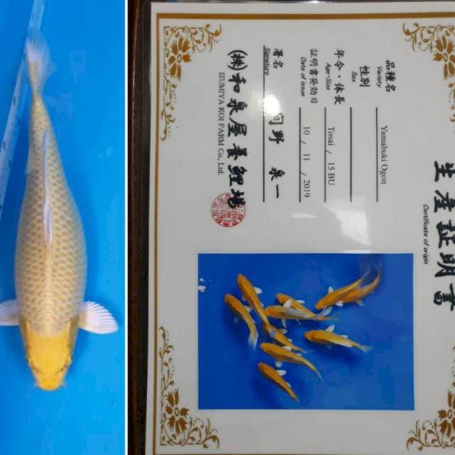 Izumiya yamabuki ogon serti