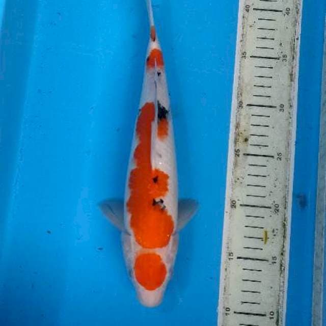 Maruten sanke 31cm male