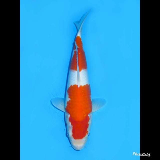 30cm , Jantan , Kohaku Nidan