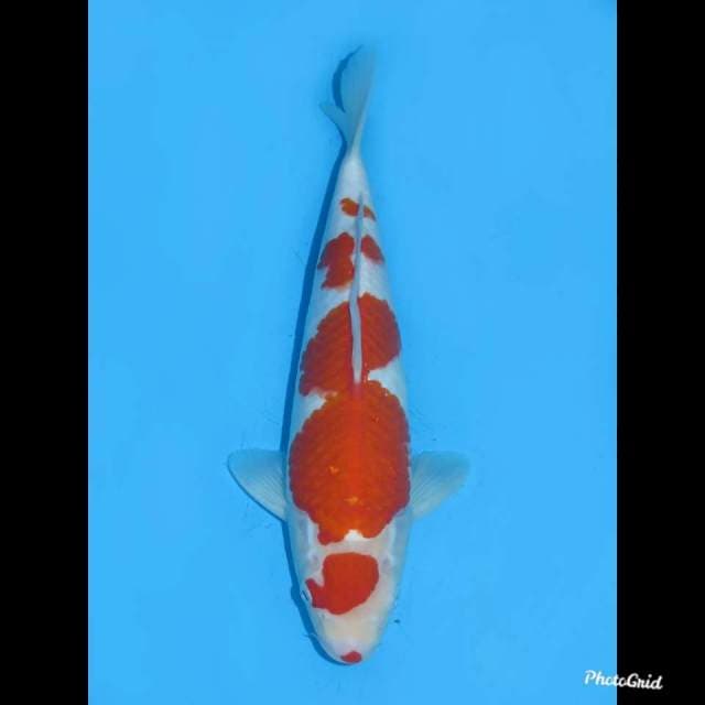 30cm , Jantan , Kohaku Original