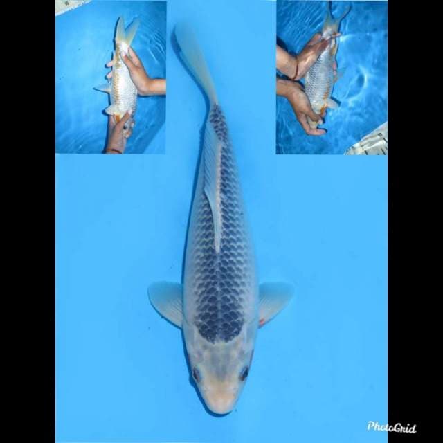 32cm , Jantan , Asagi