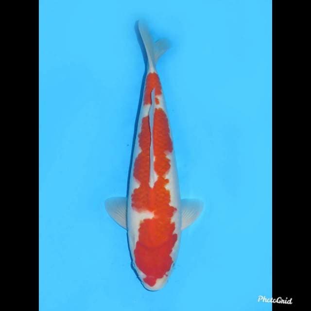 37cm , Jantan , F1 Kohaku Original
