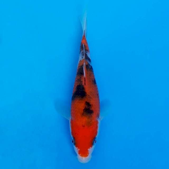 Sakai sanke 14cm non-certy