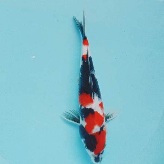 Showa sansoku
