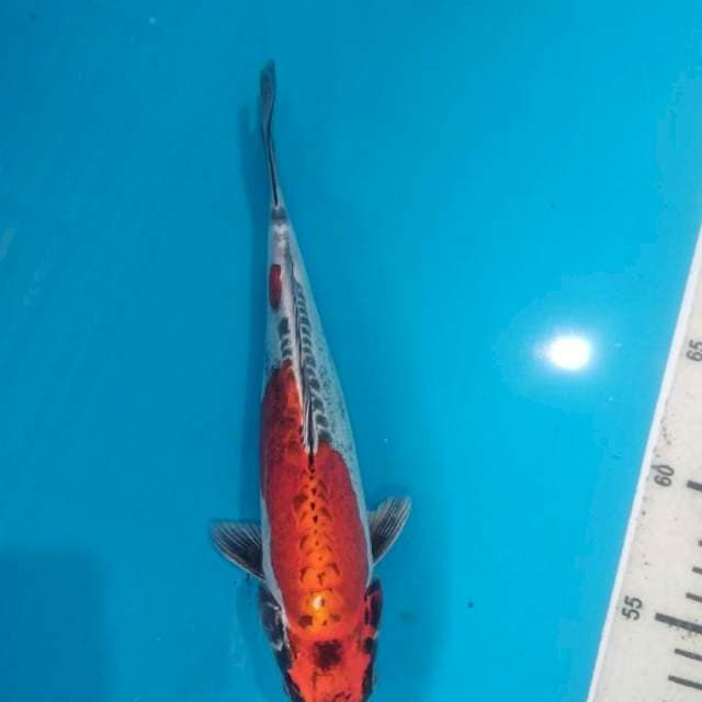 Beni kikoryu 24cm