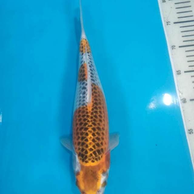 Kirin kujaku 34cm female