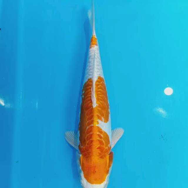 Hariwake doitsu 30cm Male