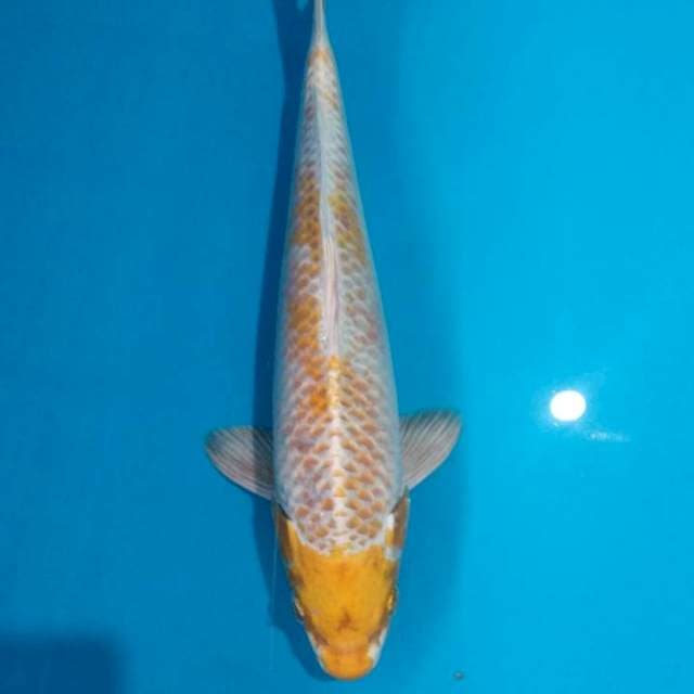 Kanoko hariwake 32cm