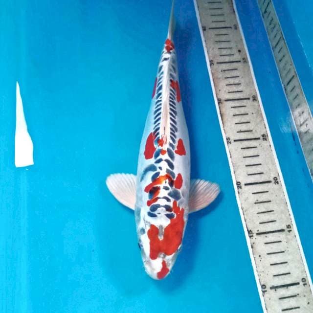Beni kikokuryu, male 31 cm