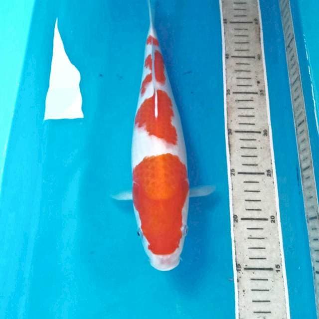 Kohaku, 32 cm