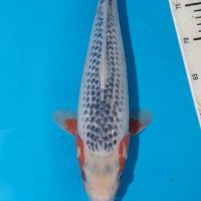 Asagi SQ 35cm