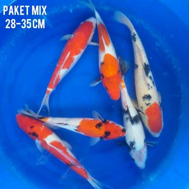 Mix6 ekor 28-35