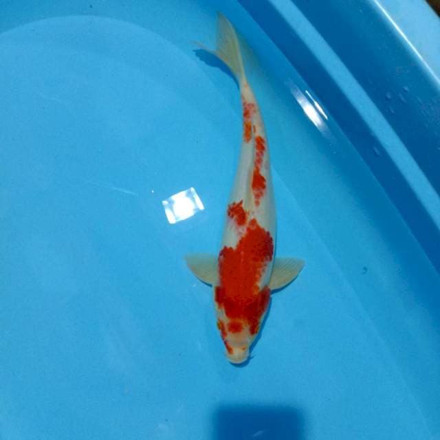 Kohaku male 39cm