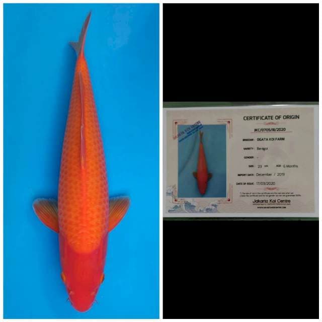 Ogata Jumbo Female Benigoi