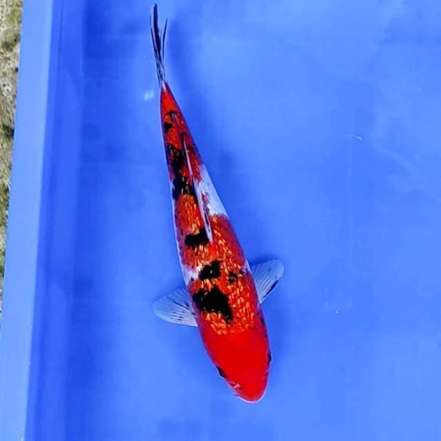 2. Sanke Ginrin || 27 cm