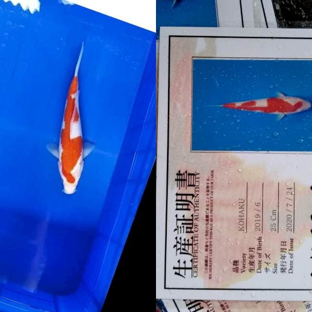 Kohaku YAMAMATSU serti