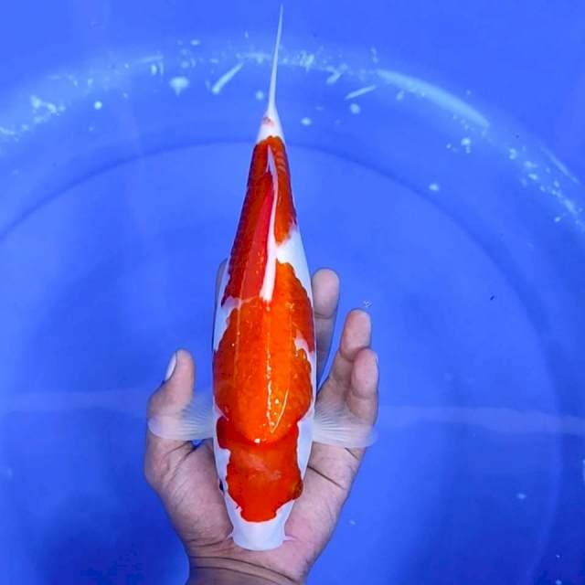 7. Kohaku || 30 cm
