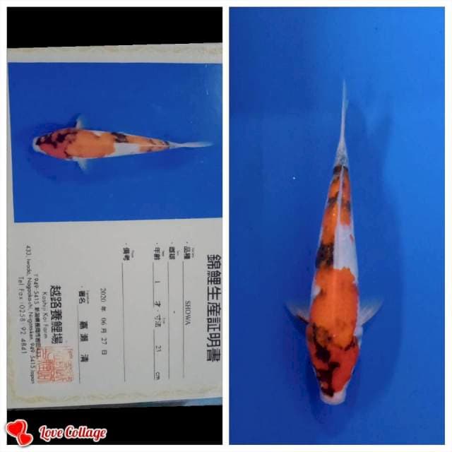 Showa import khosiji farm