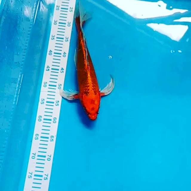 Kujaku kumpay 39cm F