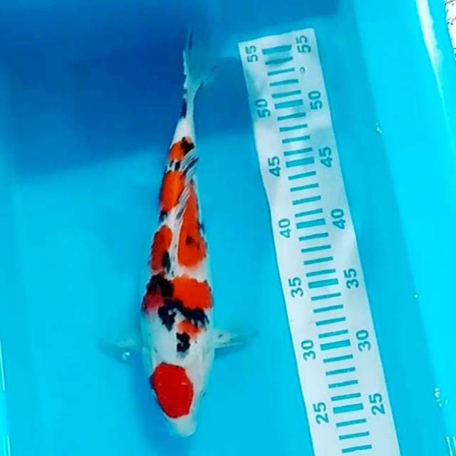 Sanke Maruten 32cm