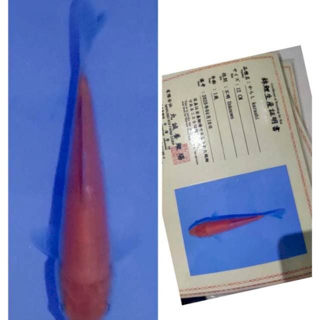 Karasi marusei