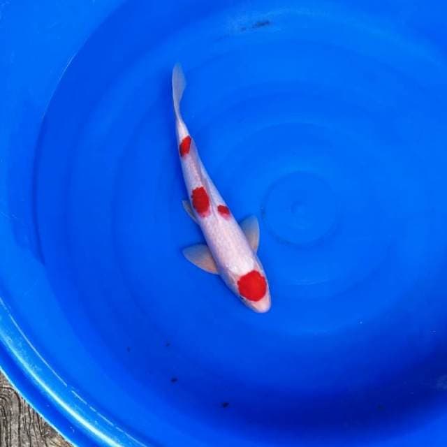 Maruten kohaku