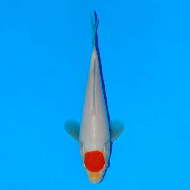 Tancho kohaku original