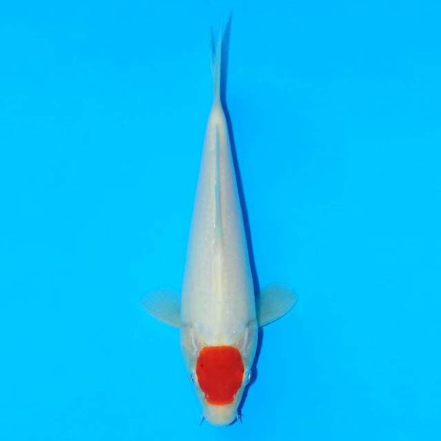 Tancho kohaku merah