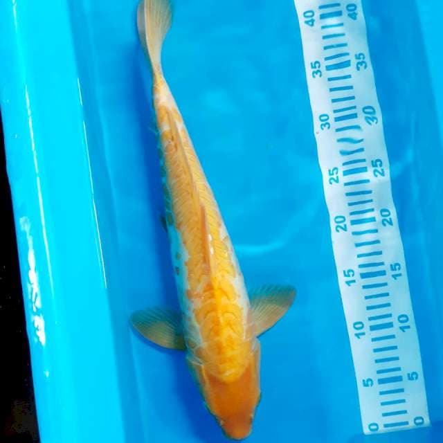 Kharashi 44cm