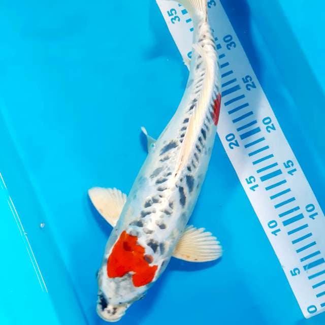 Kikko 39 cm male