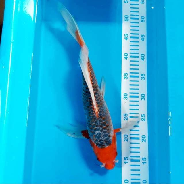 Kumpay strong male 39cm