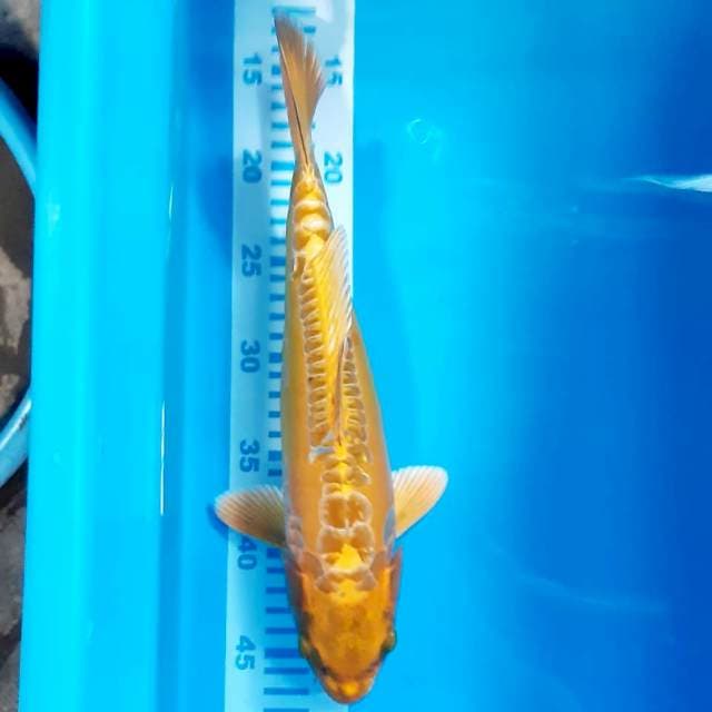 Kikko halus 34 cm