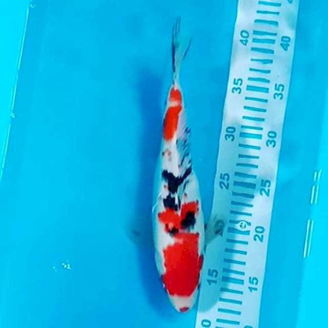 Sanke male 31cm