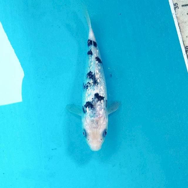 Bekko Ginrin, 16 cm