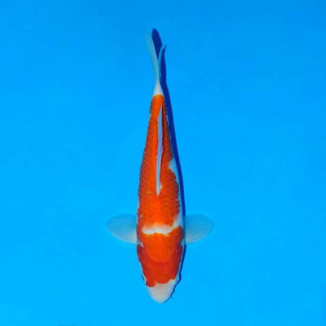Kohaku
