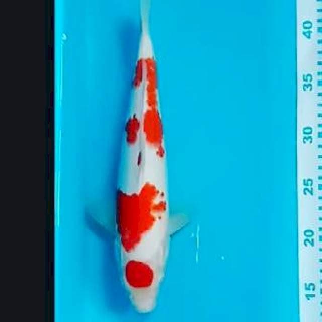 Maruten kohaku Original 33cm