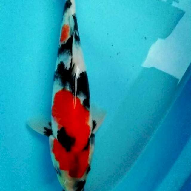 Showa 28cm
