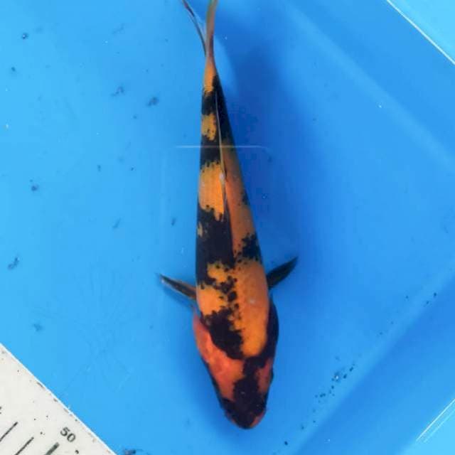 Utsuri 20cm