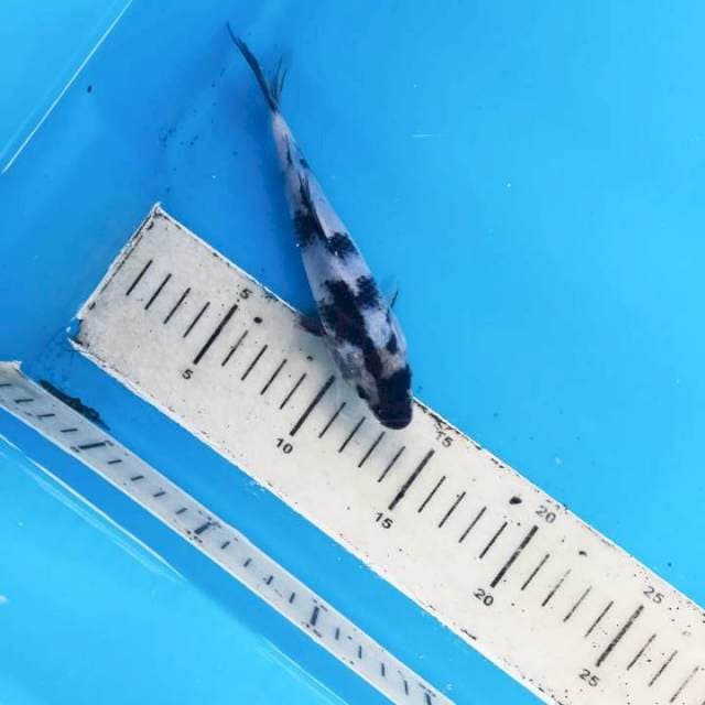 Shiro 17cm