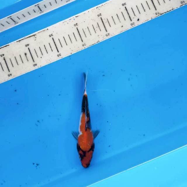 showa17cm