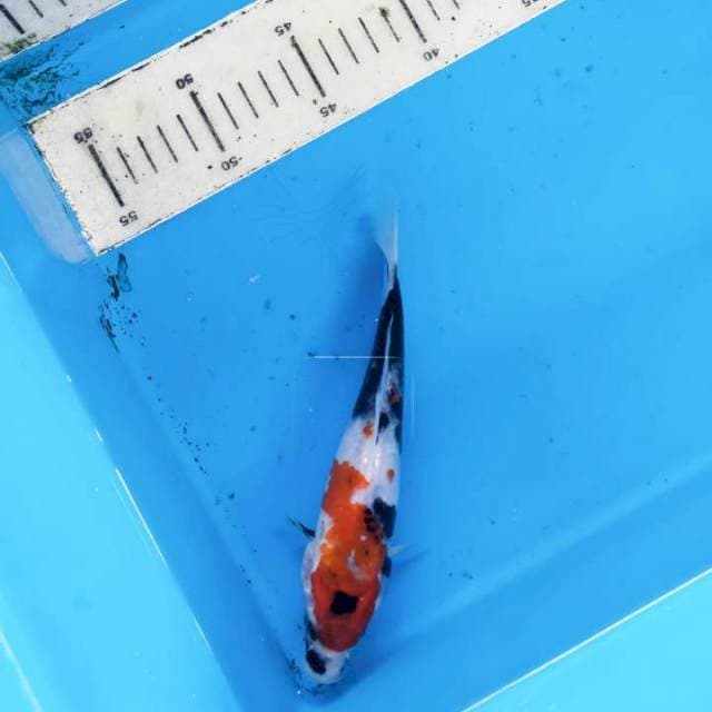 Showa 19cm