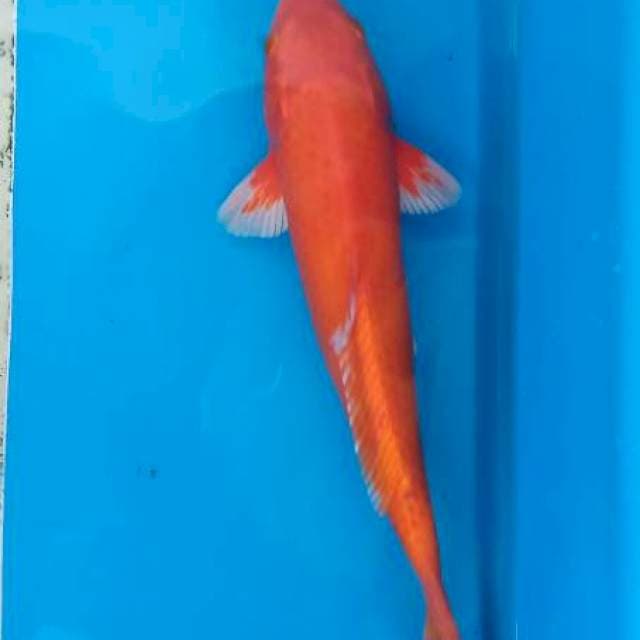 Orainji 32cm
