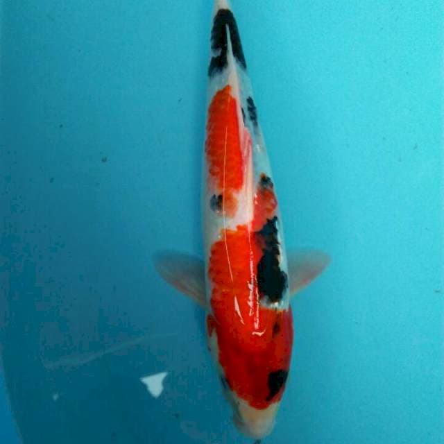 Showa 32cm