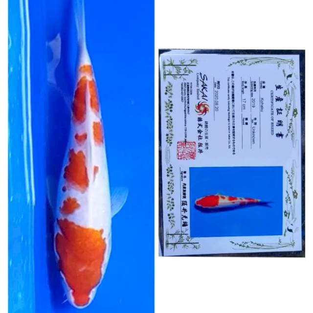 Kohaku Punuk Serti Sakai 23cm