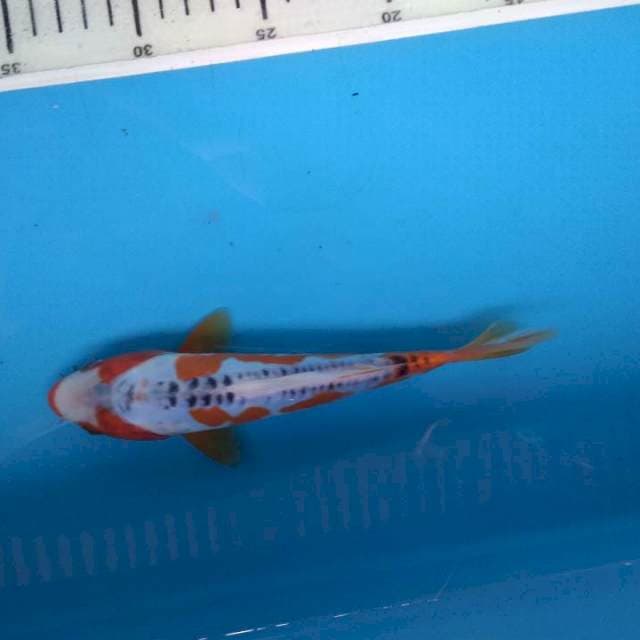 Sushui strong 19cm