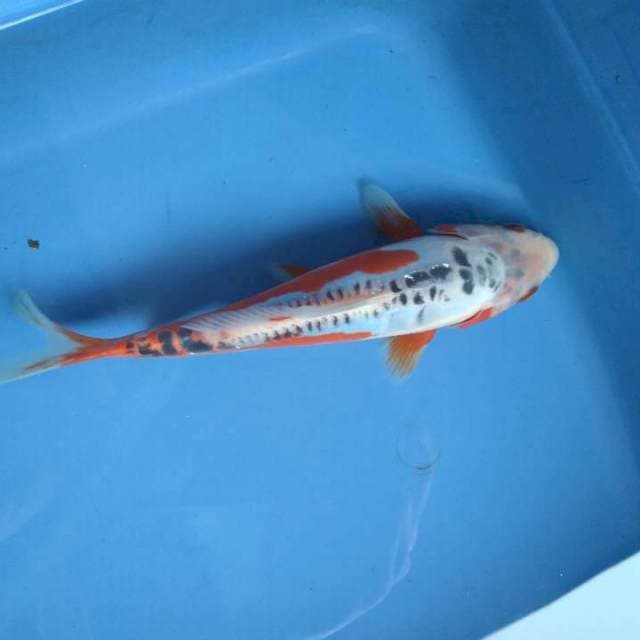 Sushui stoooong 18cm